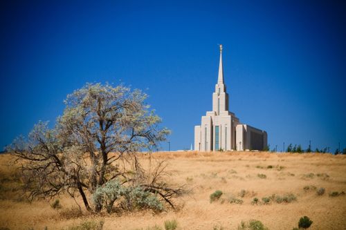 A view from afar of the Oquirrh Mountain Utah Temple, seen above a hill of golden grass, with a large bare tree in the foreground.