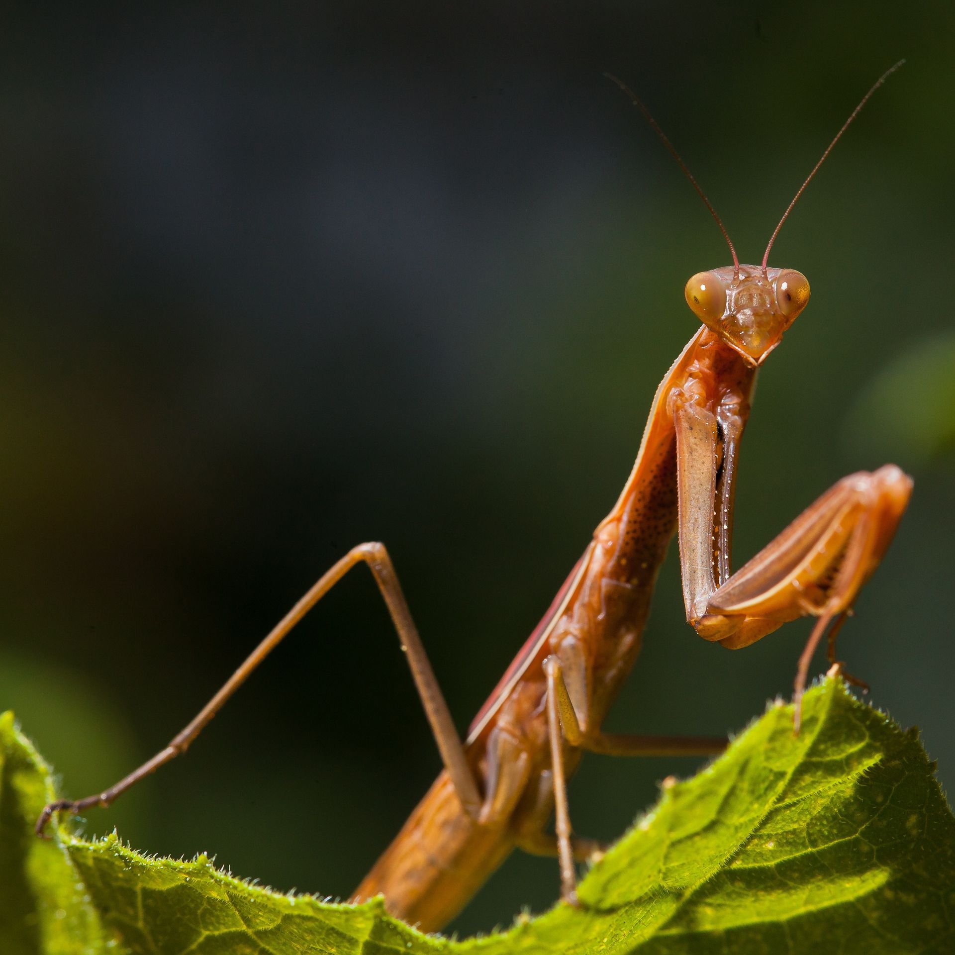 A portrait of a praying mantis on a leaf.