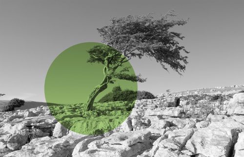 ծառի սև-սպիտակ պատկեր՝ նշագծված կանաչ շրջանակով
