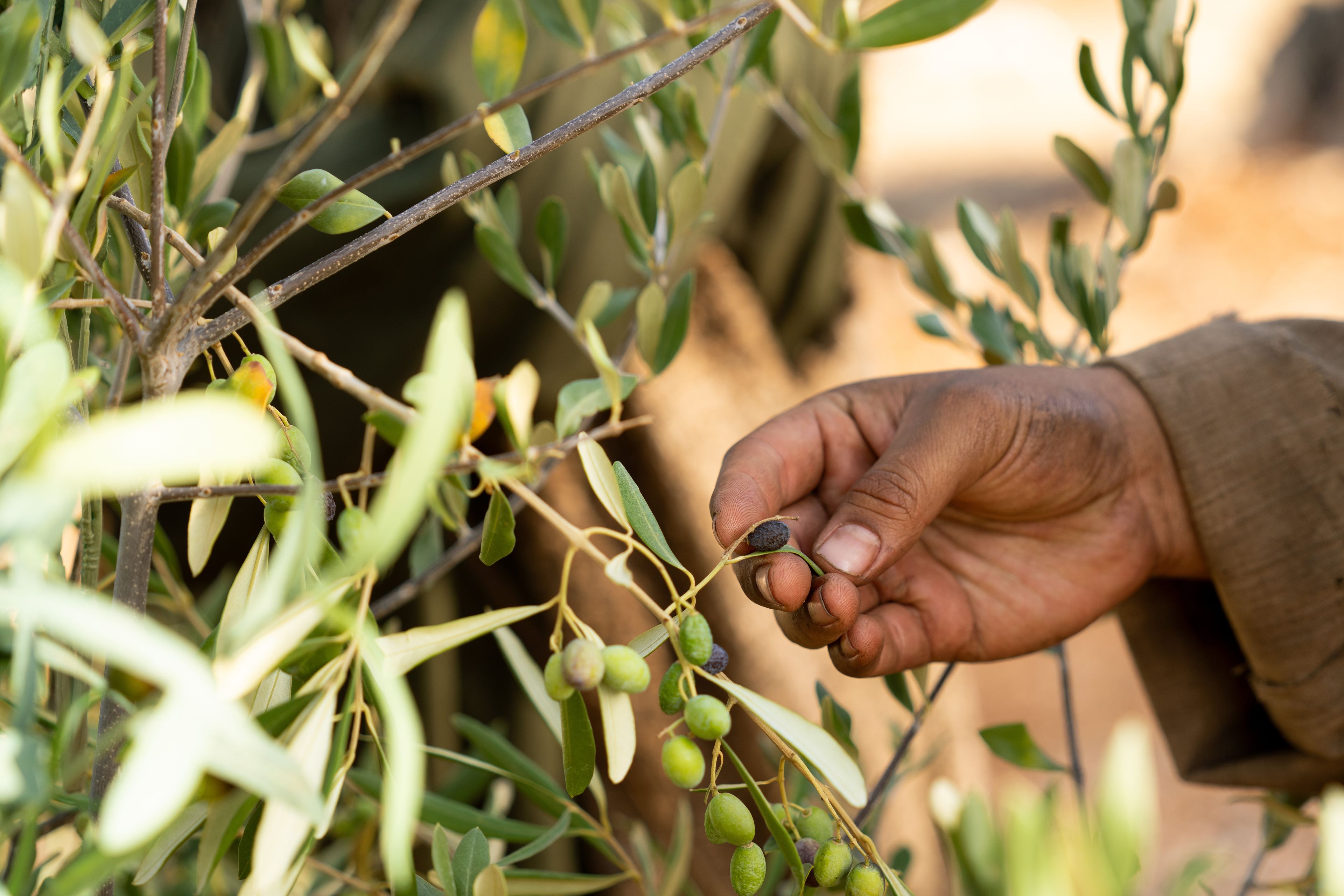 The Lord of the Vineyard and his servant inspect the fruit from the olive trees. This is part of the olive tree allegory mentioned in Jacob 5.