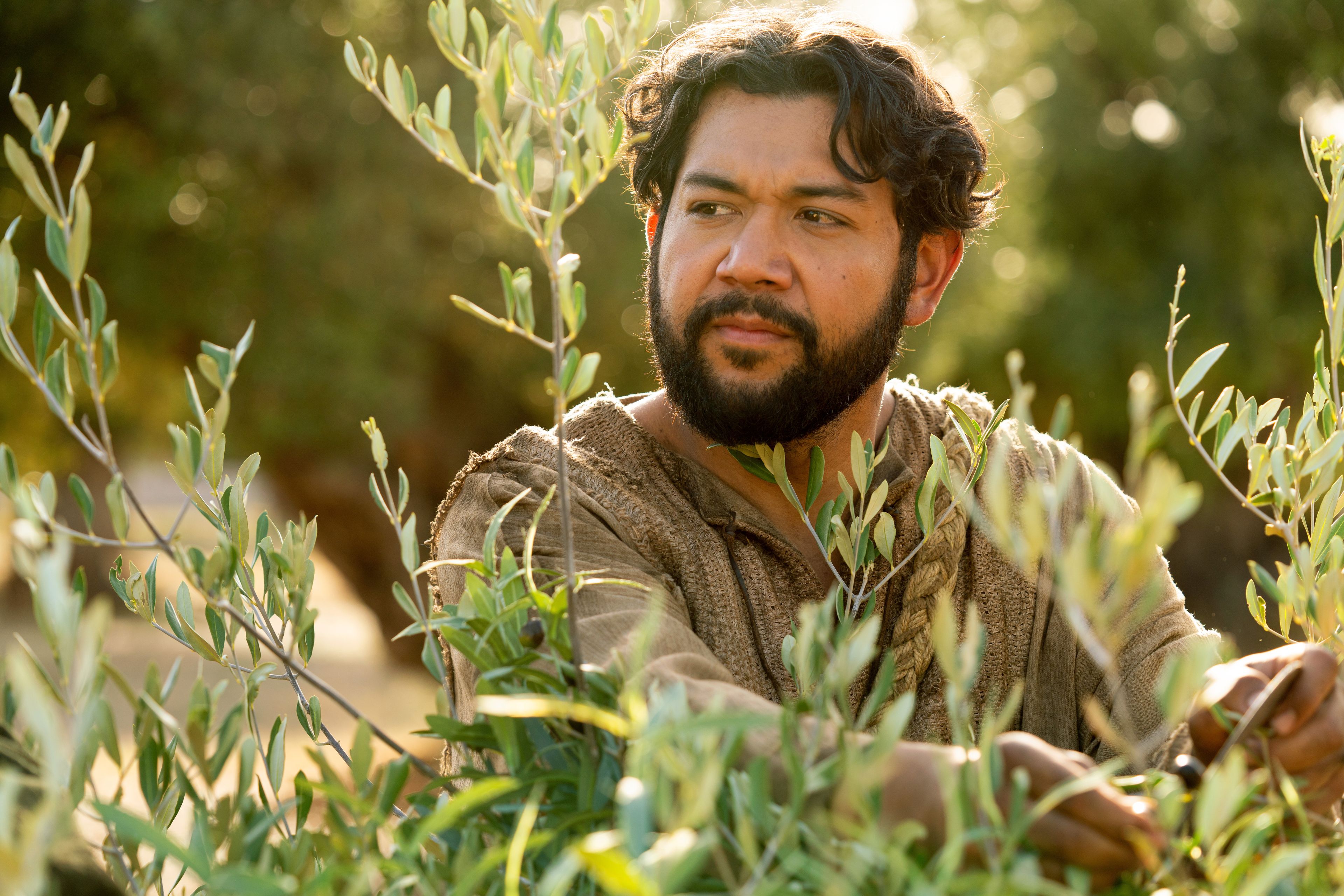 The Servant of the Vineyard inspects one of the olive trees. This is part of the olive tree allegory mentioned in Jacob 5.