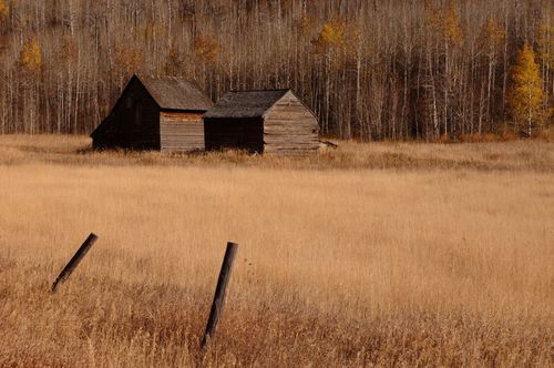 Two old wooden cabins in a field in front of a forest of aspen trees with sparse yellow leaves, with two old fence posts in the foreground.