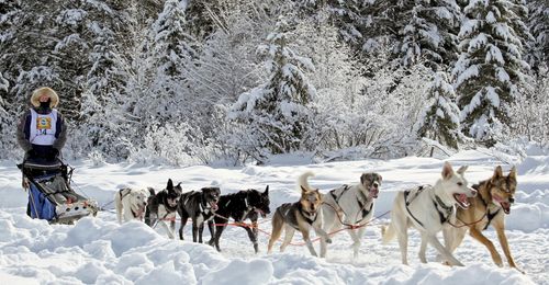 boy dogsledding