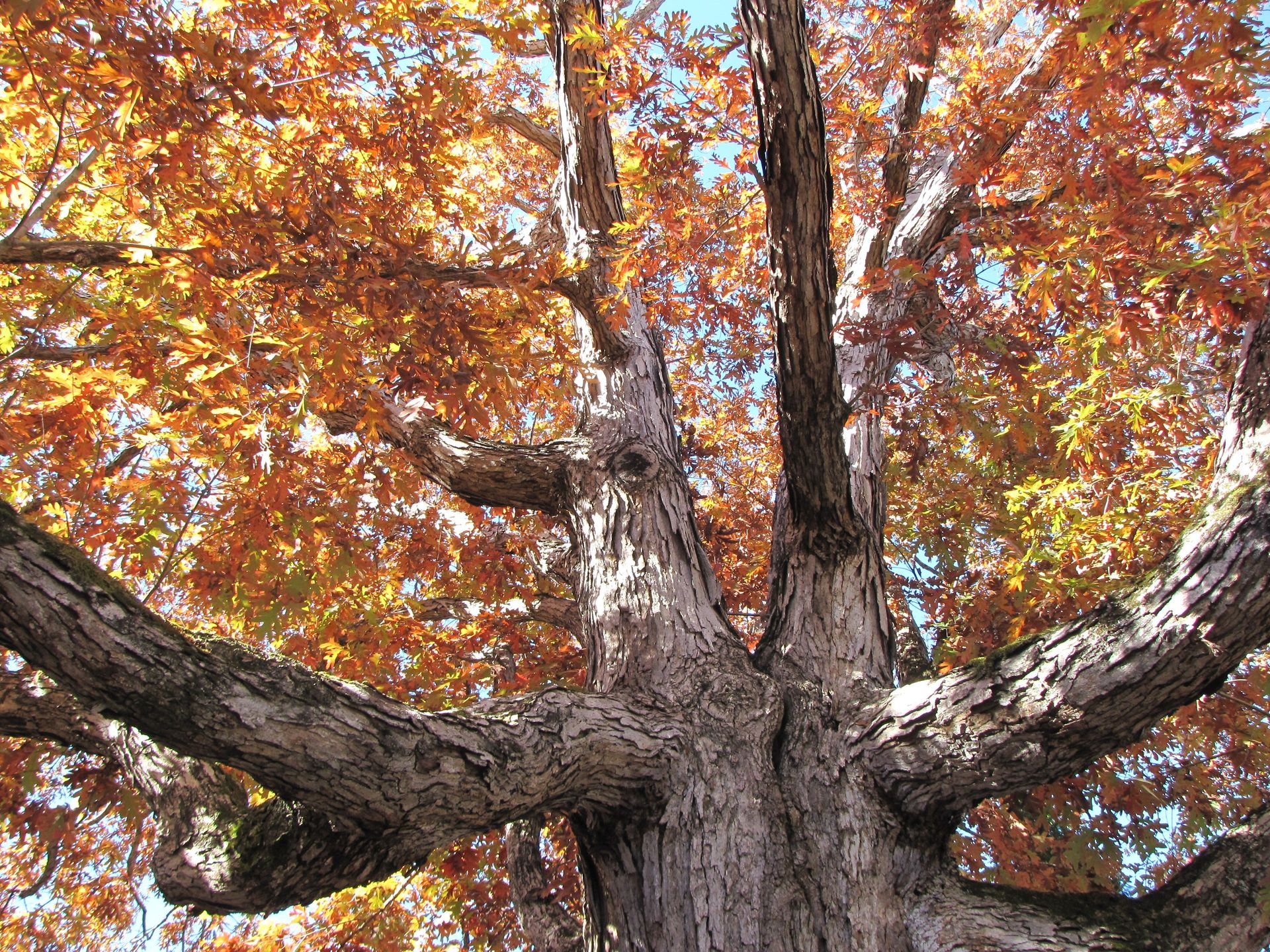 A large tree turns yellow and orange in the autumn.