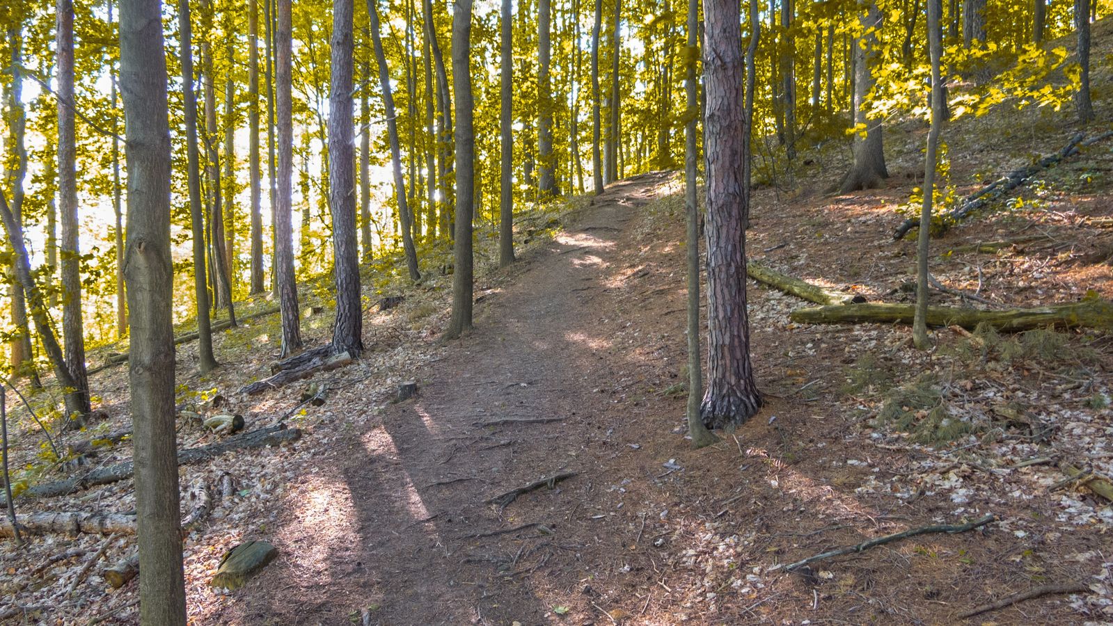 A tree lined trail coming down the Hill Cumorah.