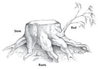 diagram of tree stump with stem, rod, and roots
