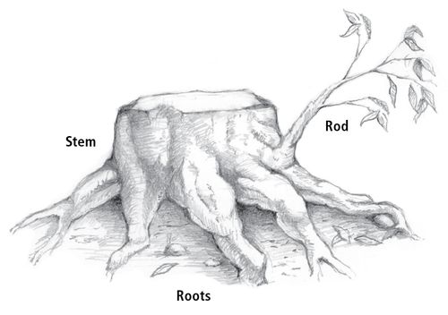 stump with roots and branch