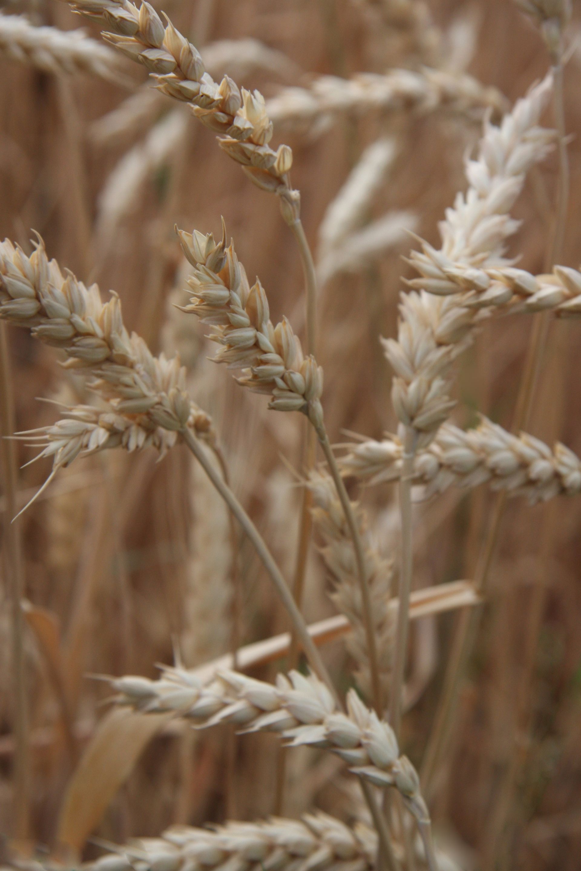 A close-up of wheat growing in a field.