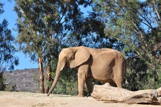 African elephant