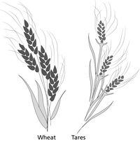 wheat, tares