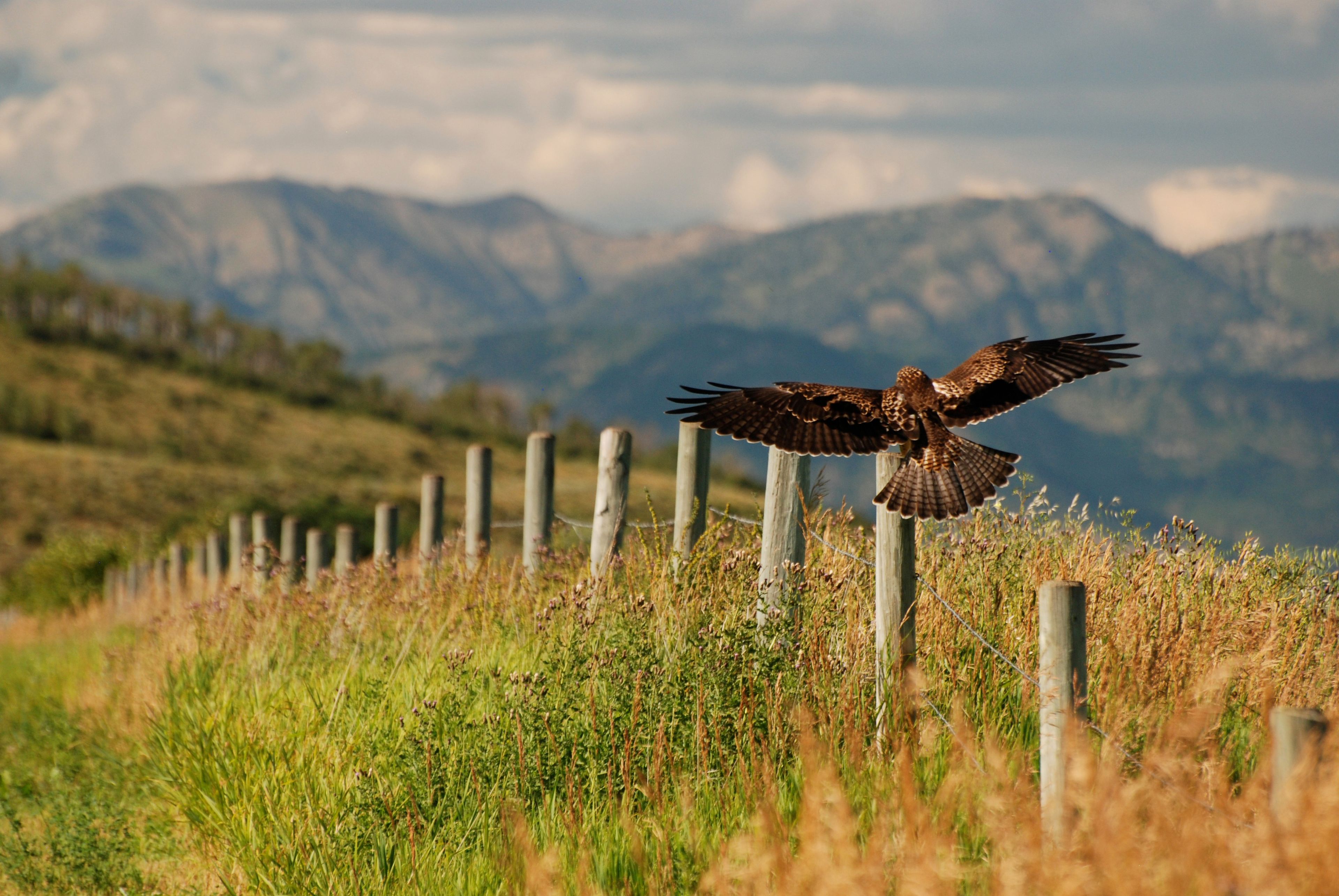 A hawk flying low over a fence.  