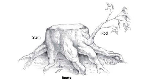 illustration of Isaiah 11:1