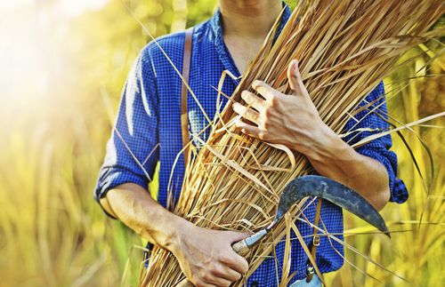 man holding a bundle of grain