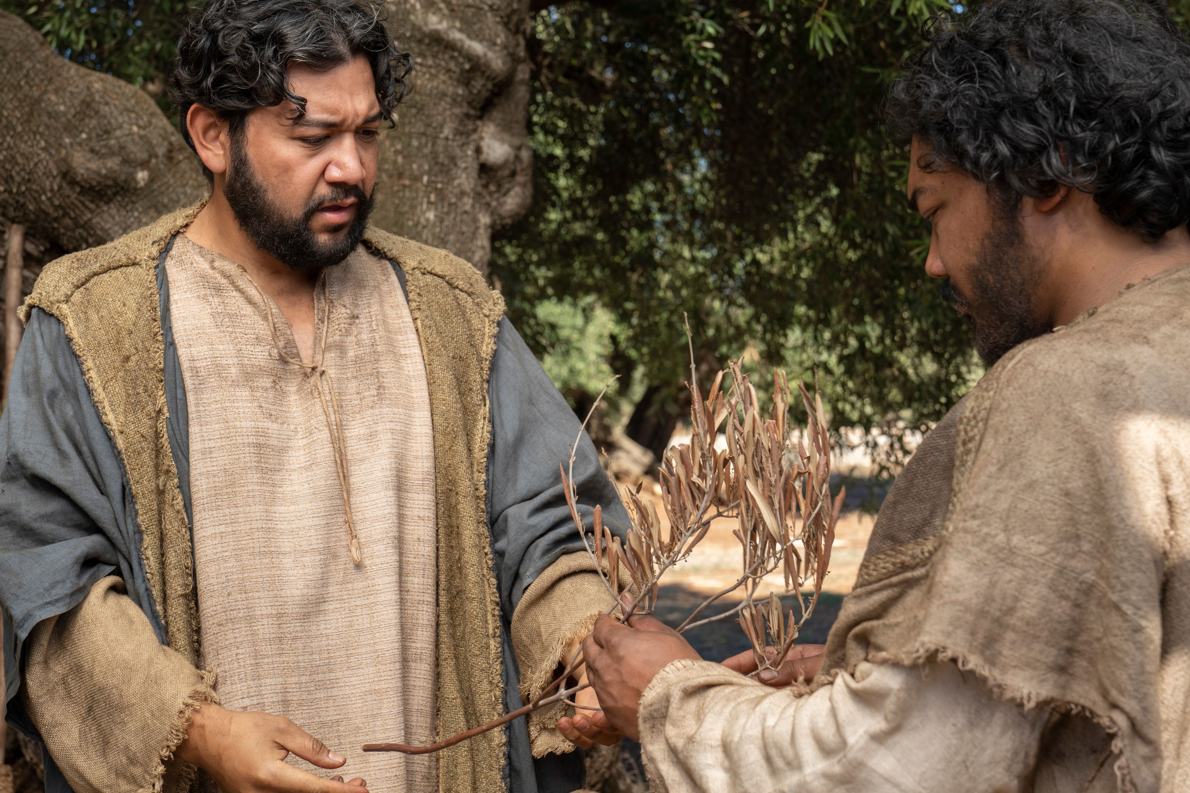 The Lord of the Vineyard and his servant inspect the small and tender branches of olive trees. This is part of the olive tree allegory mentioned in Jacob 5.