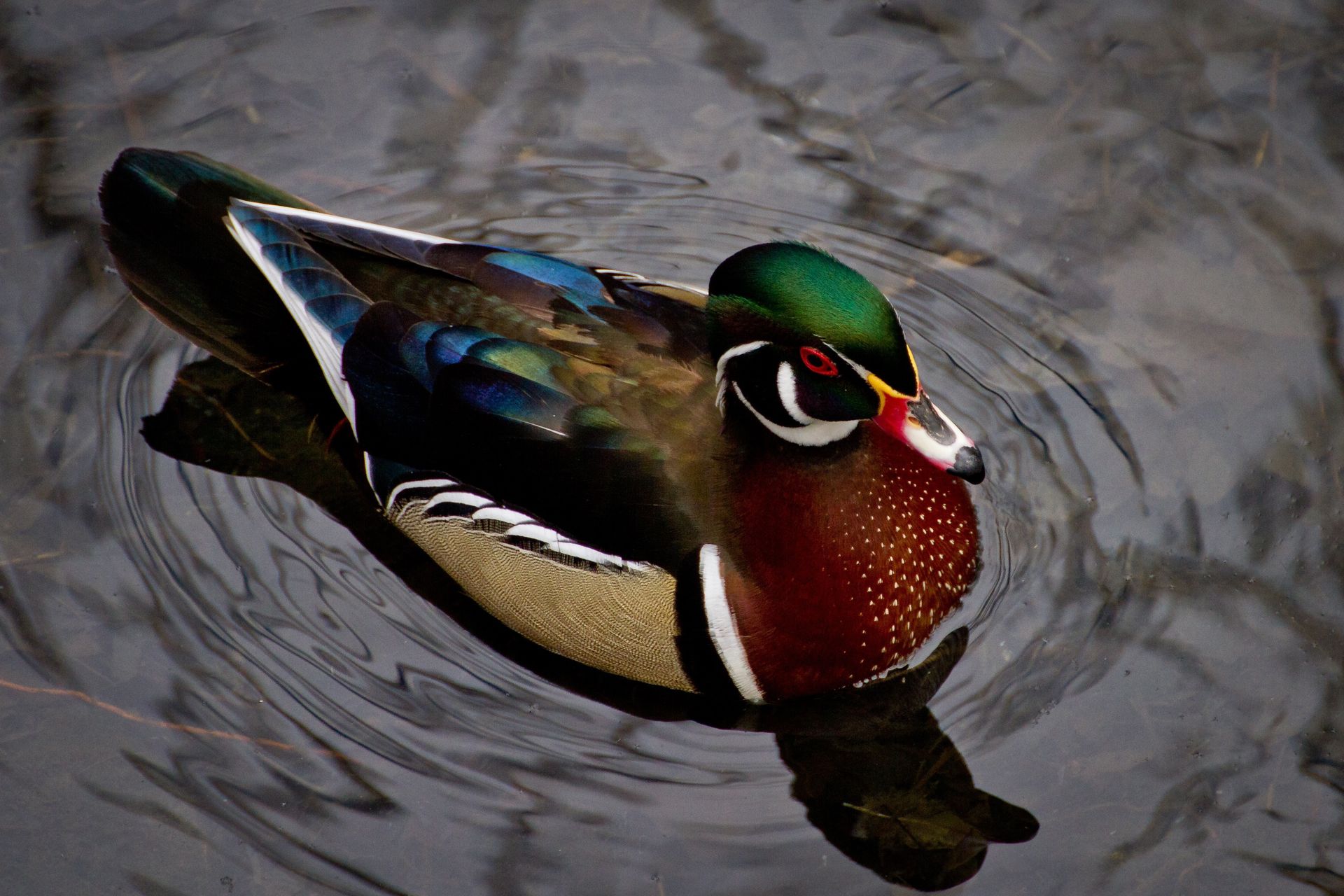 A wood duck floats in the water.