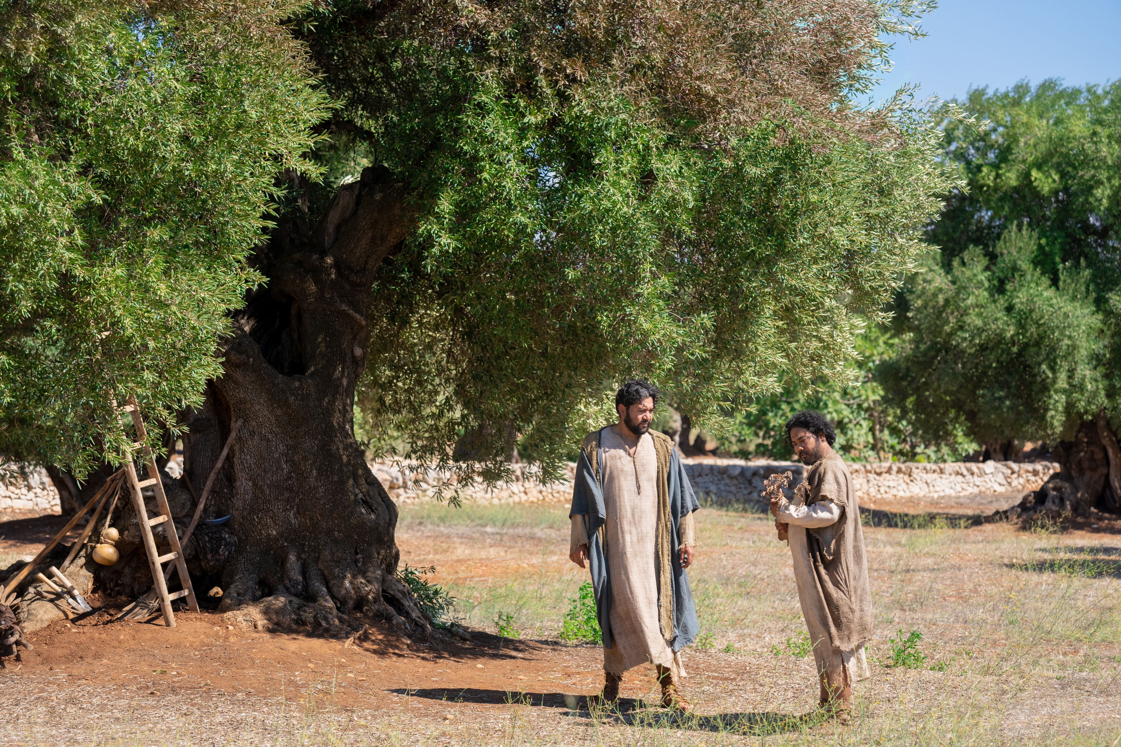 The Lord of the Vineyard and his servant inspect the small and tender branches of olive trees. This is part of the olive tree allegory mentioned in Jacob 5.