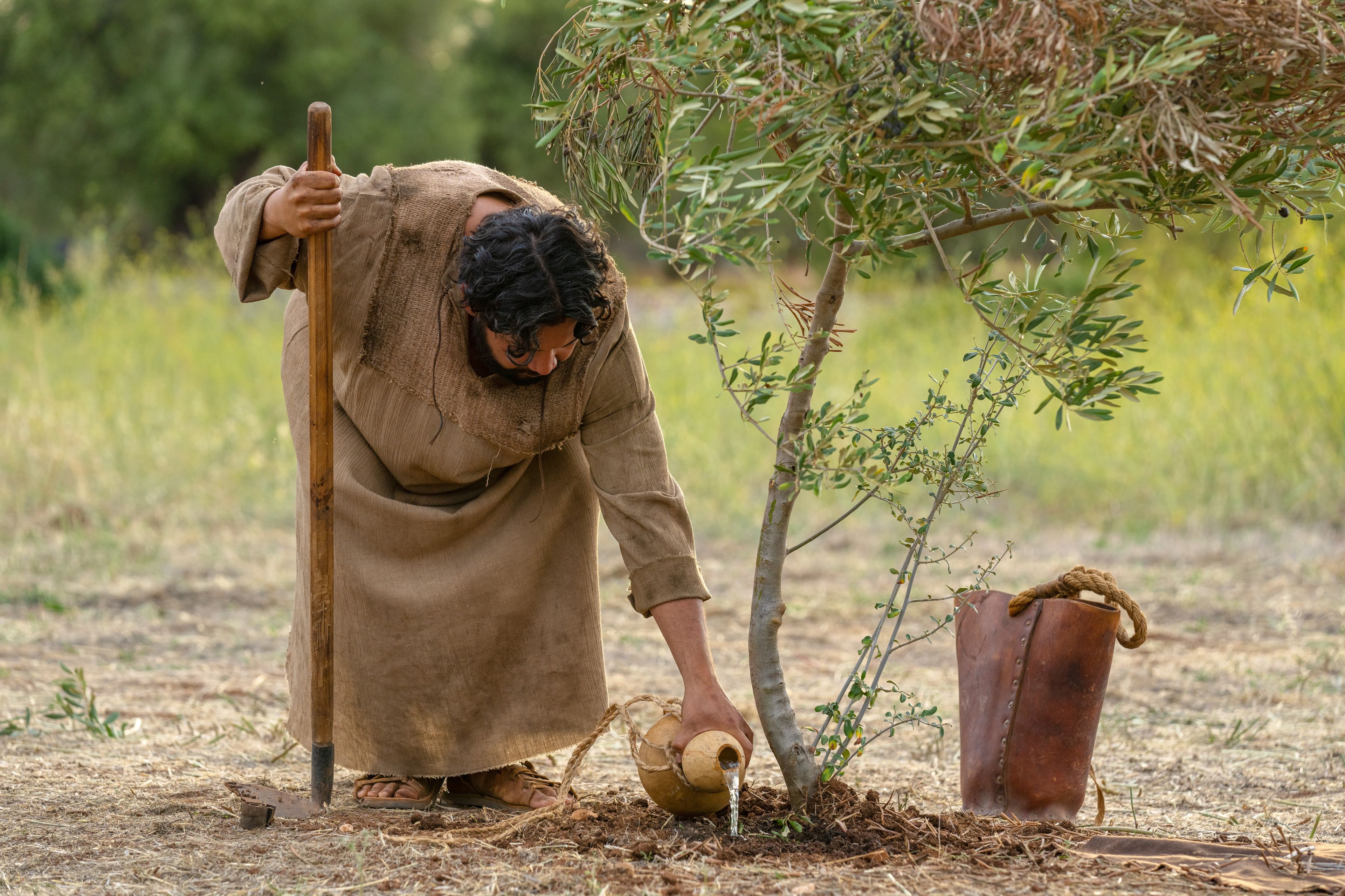 The Servant of the Vineyard waters the small tree before pruning it. This is part of the olive tree allegory mentioned in Jacob 5.