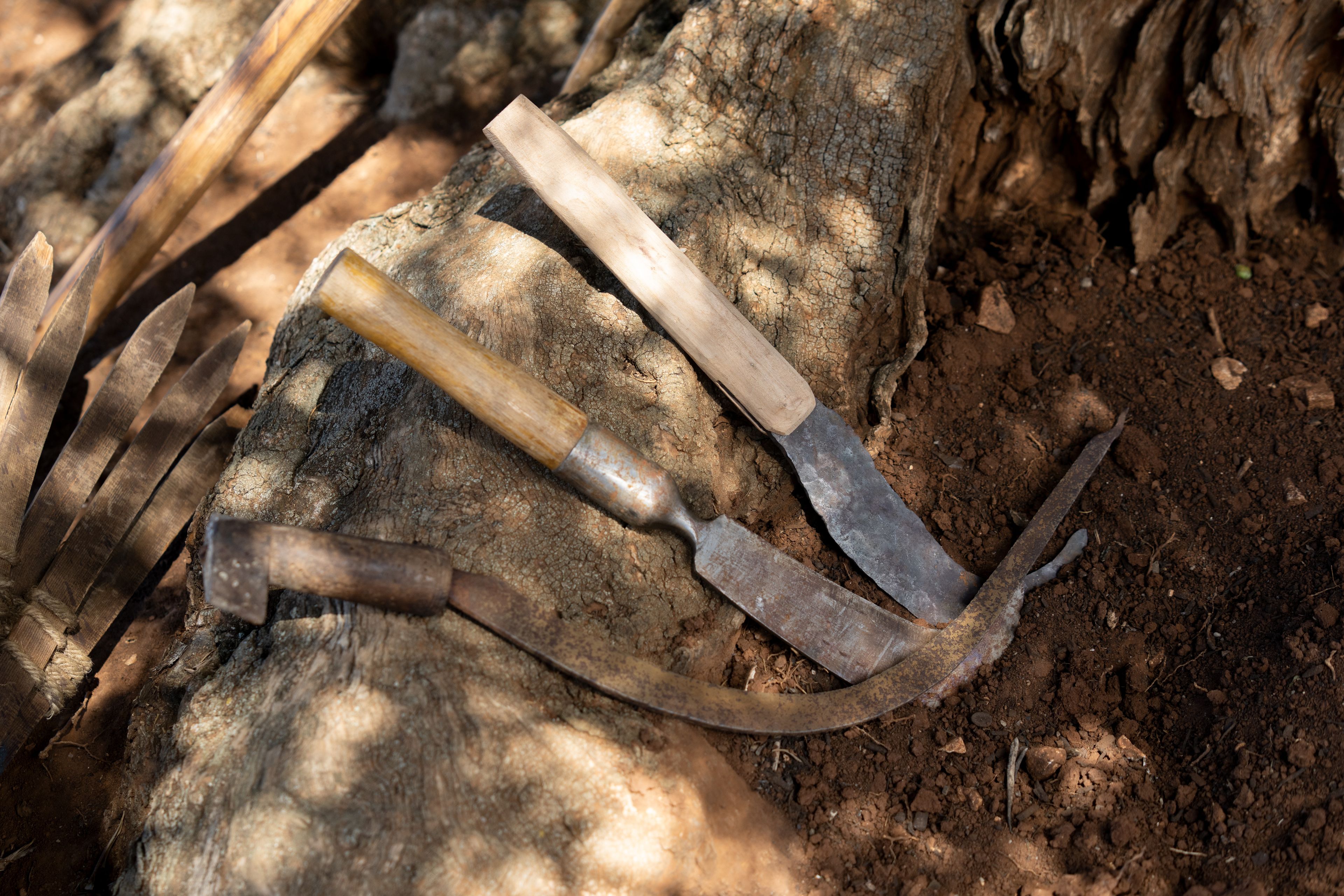 Tools to tend to the dying mother olive tree used for digging, pruning, and nurturing. This is part of the olive tree allegory mentioned in Jacob 5.