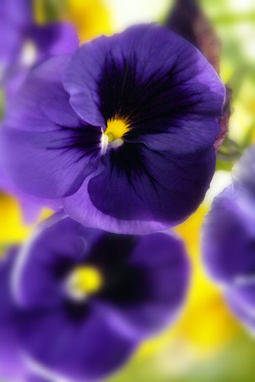 A bunch of deep purple pansies with tiny bits of golden yellow at the centers.
