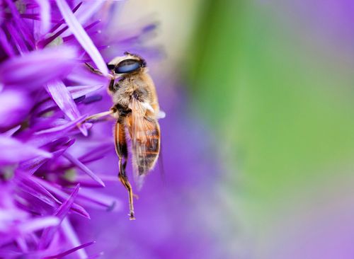 A close-up view of a golden bee on a purple flower.