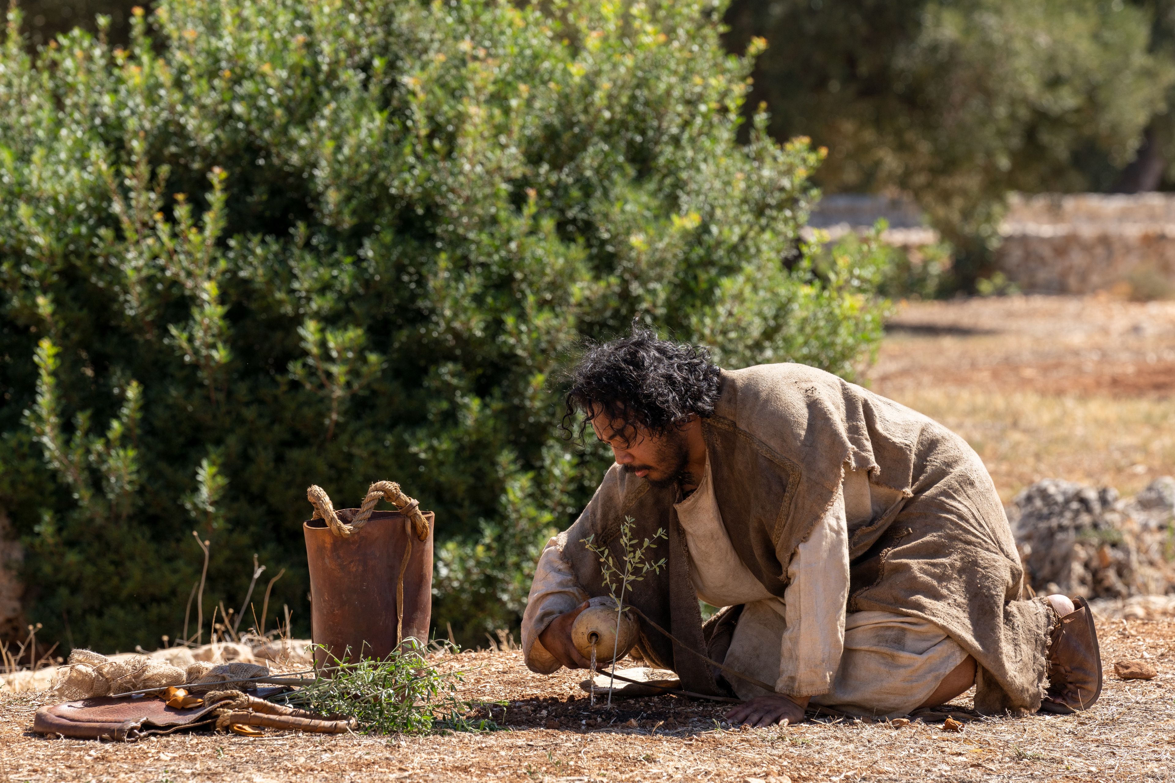 The Lord of the Vineyard waters a newly planted olive tree. This is part of the olive tree allegory mentioned in Jacob 5.