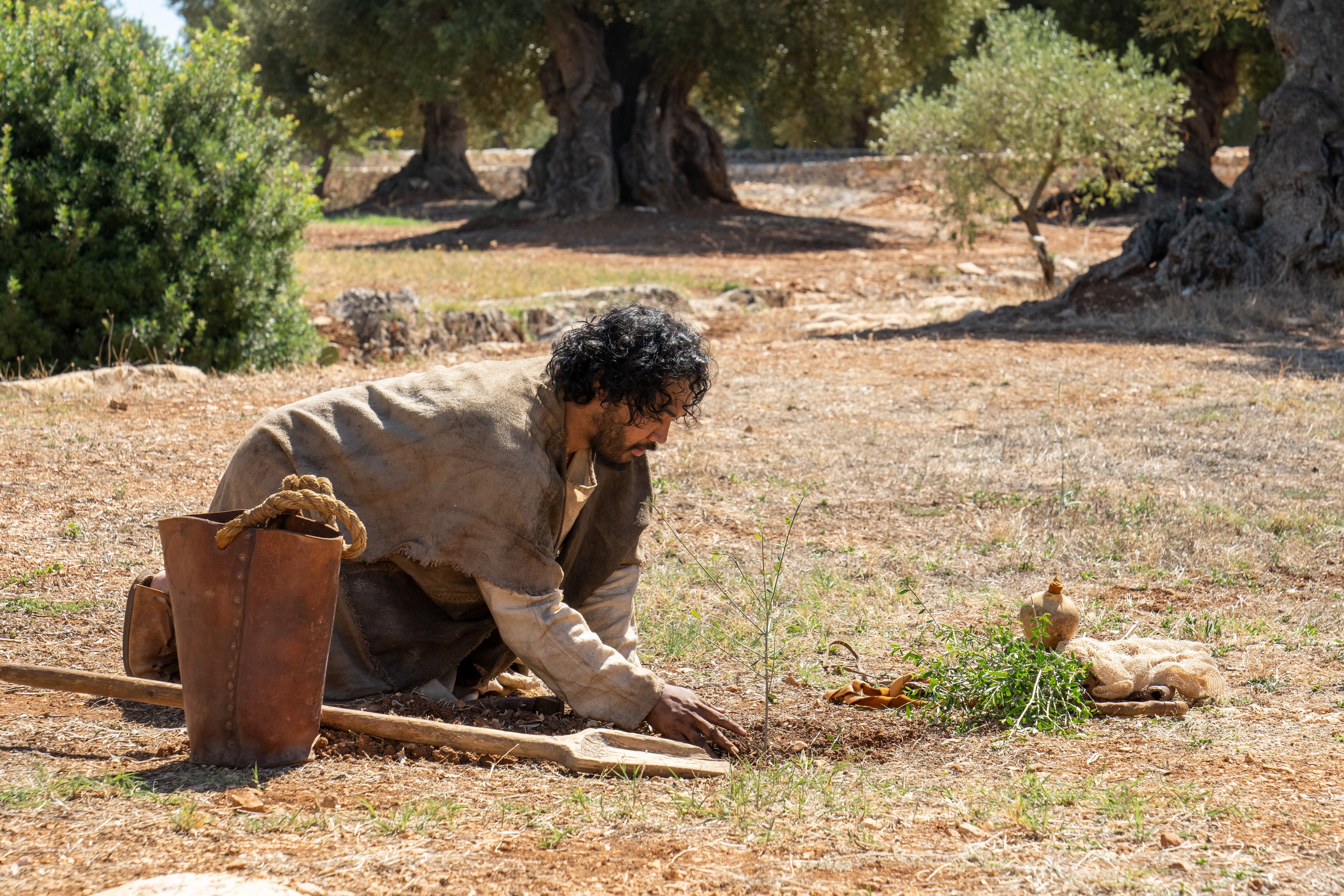 The Lord of the Vineyard plants an olive tree. This is part of the olive tree allegory mentioned in Jacob 5.