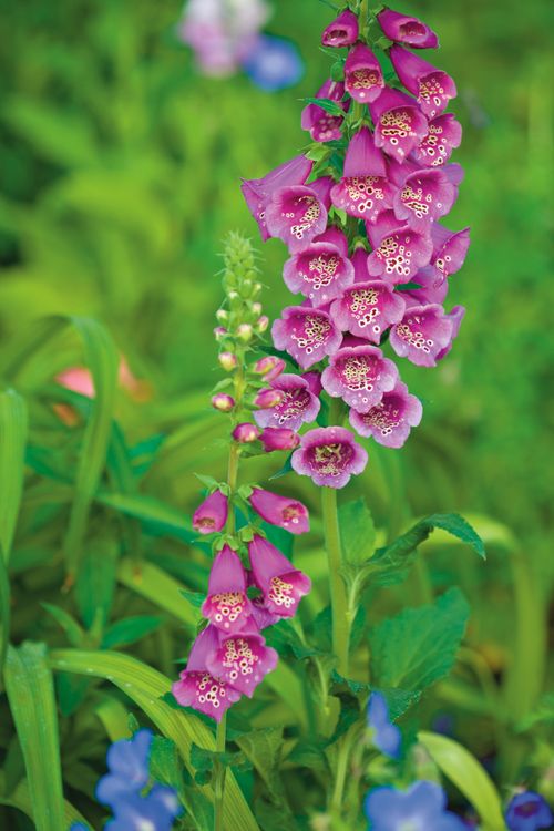 An image of foxgloves with pink petals, with blue flowers growing below.