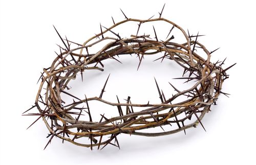 crown of thorns