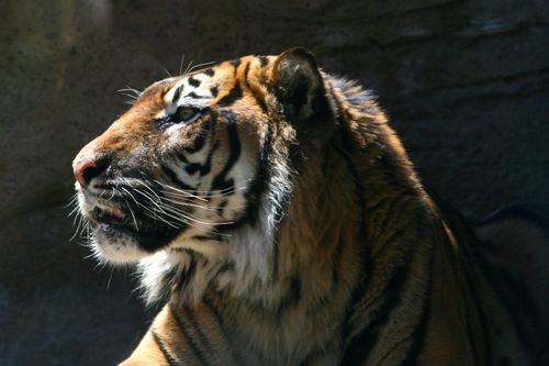A profile view of a tiger’s head with sunlight shining on top and its shoulders in shadow.