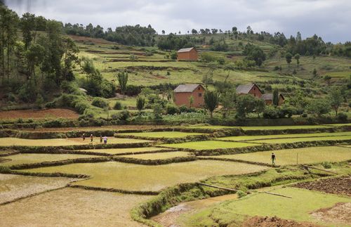 rice fields