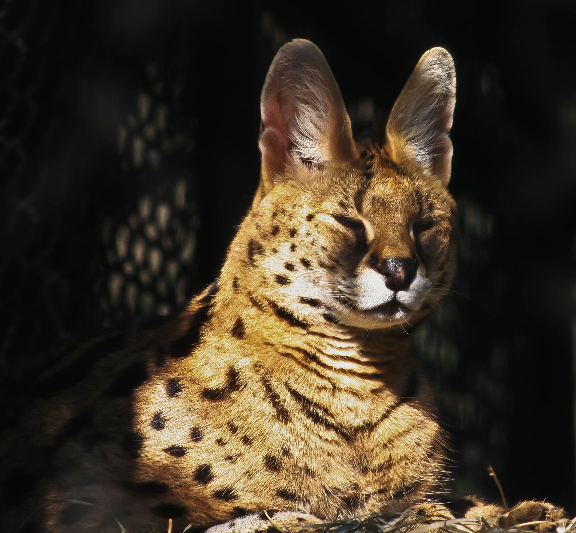 An image of a serval, an African wildcat, lying down.