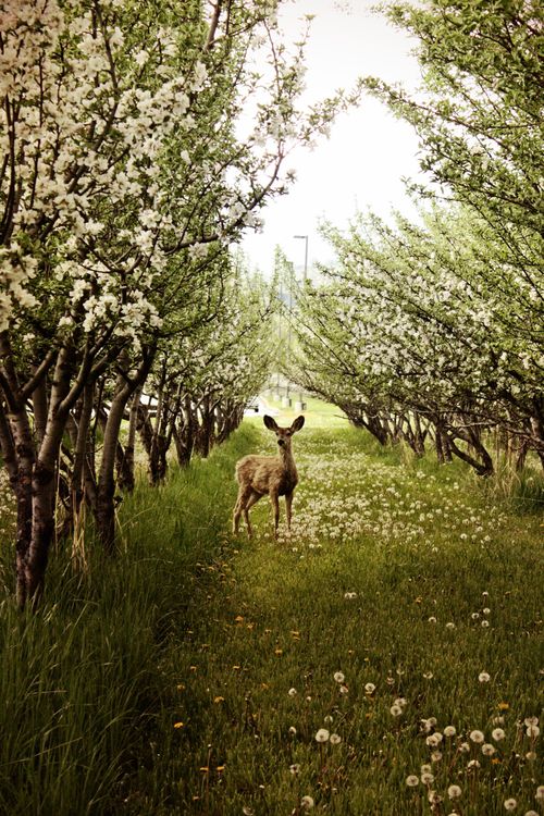 A deer standing in an orchard of trees covered in white blossoms, with yellow flowers and dandelions scattered across the grass.