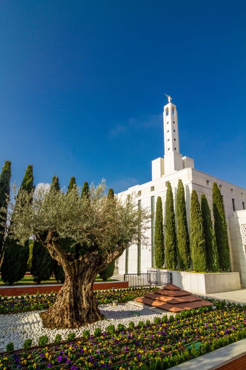 A view of a tree and rows of flowers on the temple grounds, with the Madrid Spain Temple in the background.