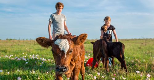 calves with boy and girl