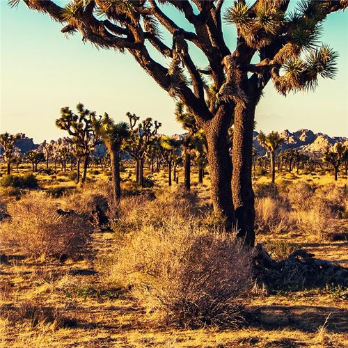 Joshua trees and tumbleweeds