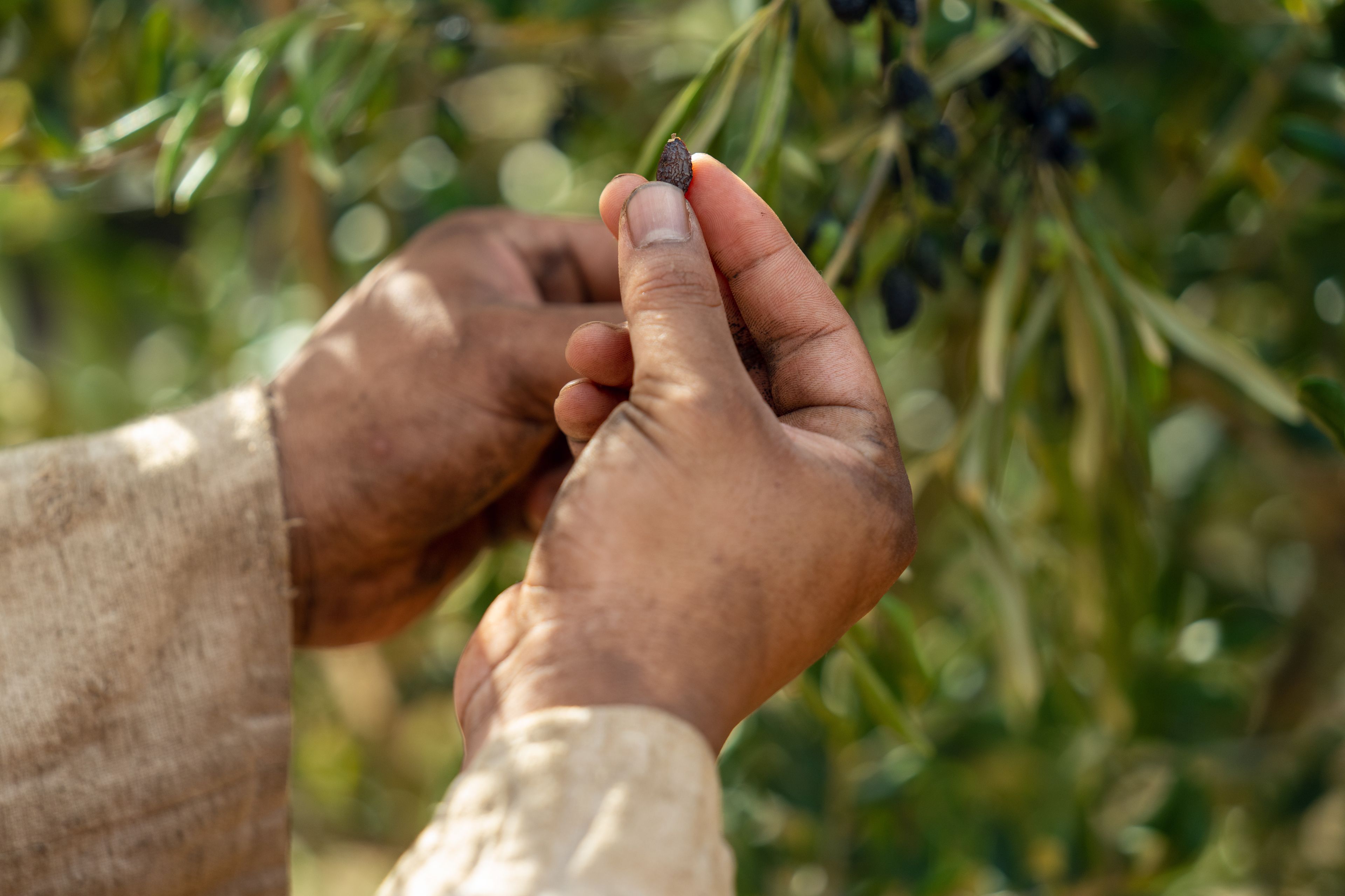 The Lord of the Vineyard inspects the bad fruit found on branches in the nether part of the vineyard. This is part of the olive tree allegory mentioned in Jacob 5.