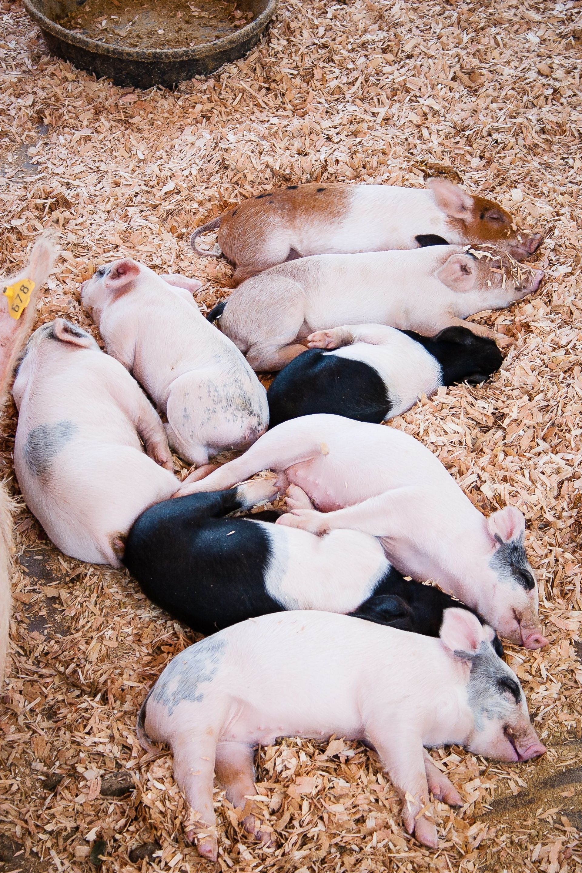 An image of a couple of pigs sleeping at a farm.