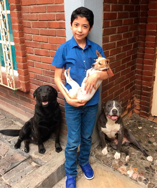 boy taking care of dogs