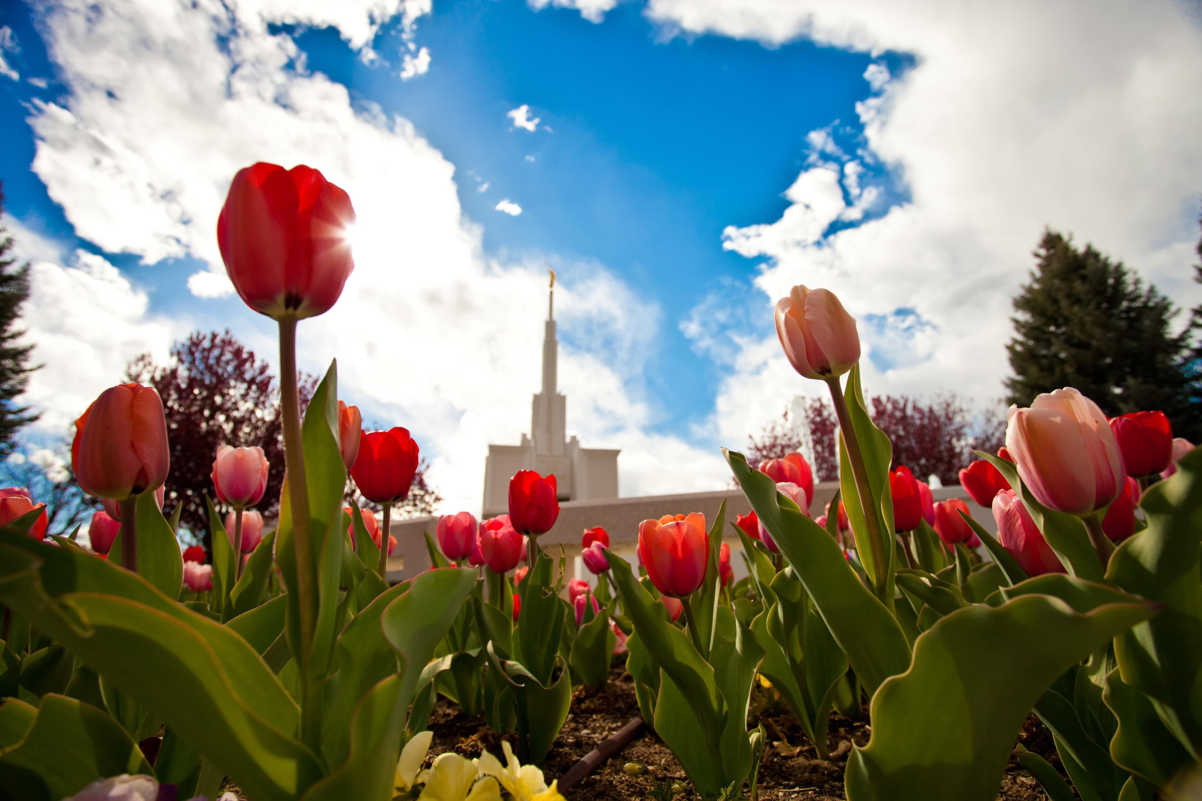 A view of the Denver Colorado Temple from the temple grounds.