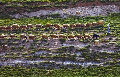 sheep following shepherd