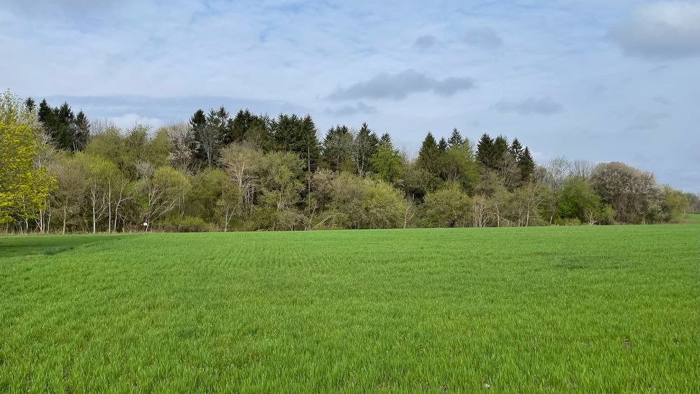 A view of a large green field.