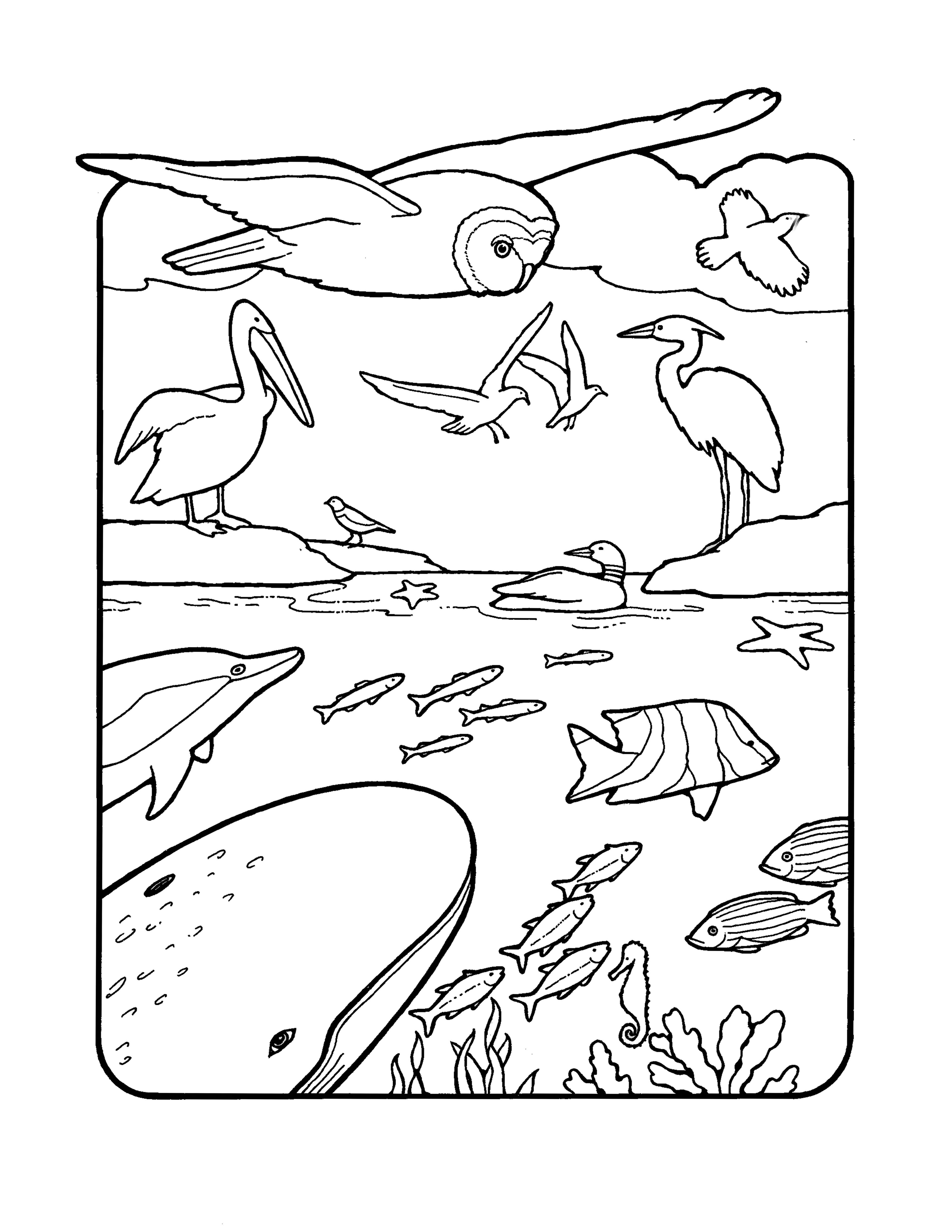 An illustration of sea life and birds above.