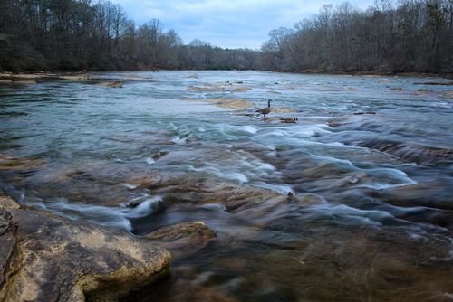 Two geese stand on rocks in the Chattahoochee River, with leafless trees in the background.