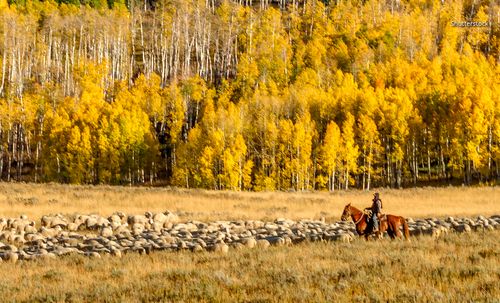 Ranch hand with sheep