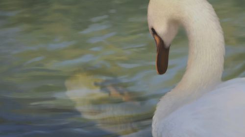 pintura de un cisne