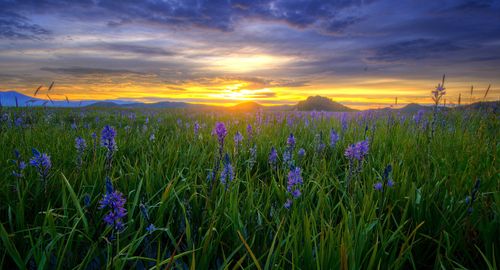 Small purple flowers and green grass fill a field at sunset with clouds above.
