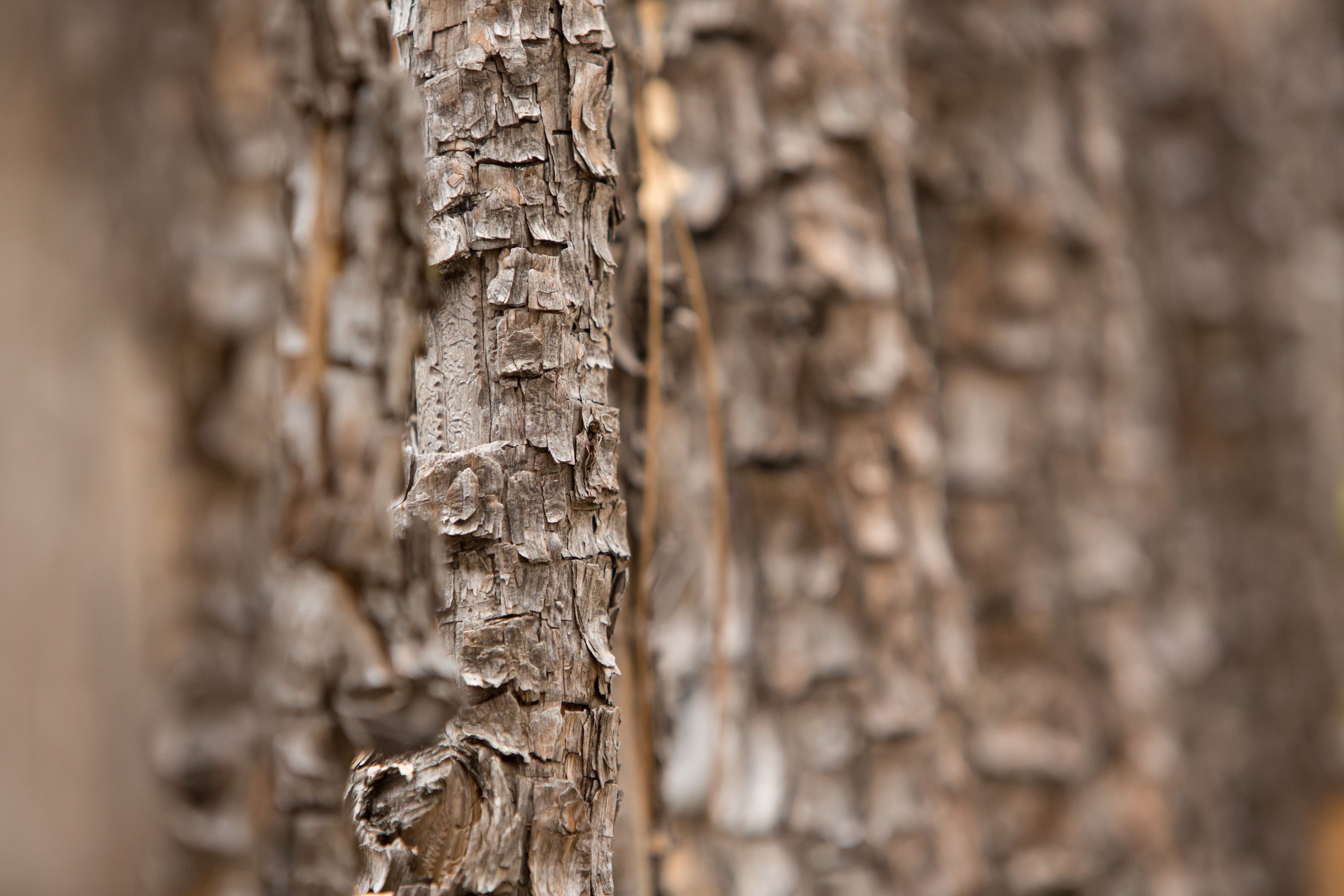 A close-up of the texture of tree bark.