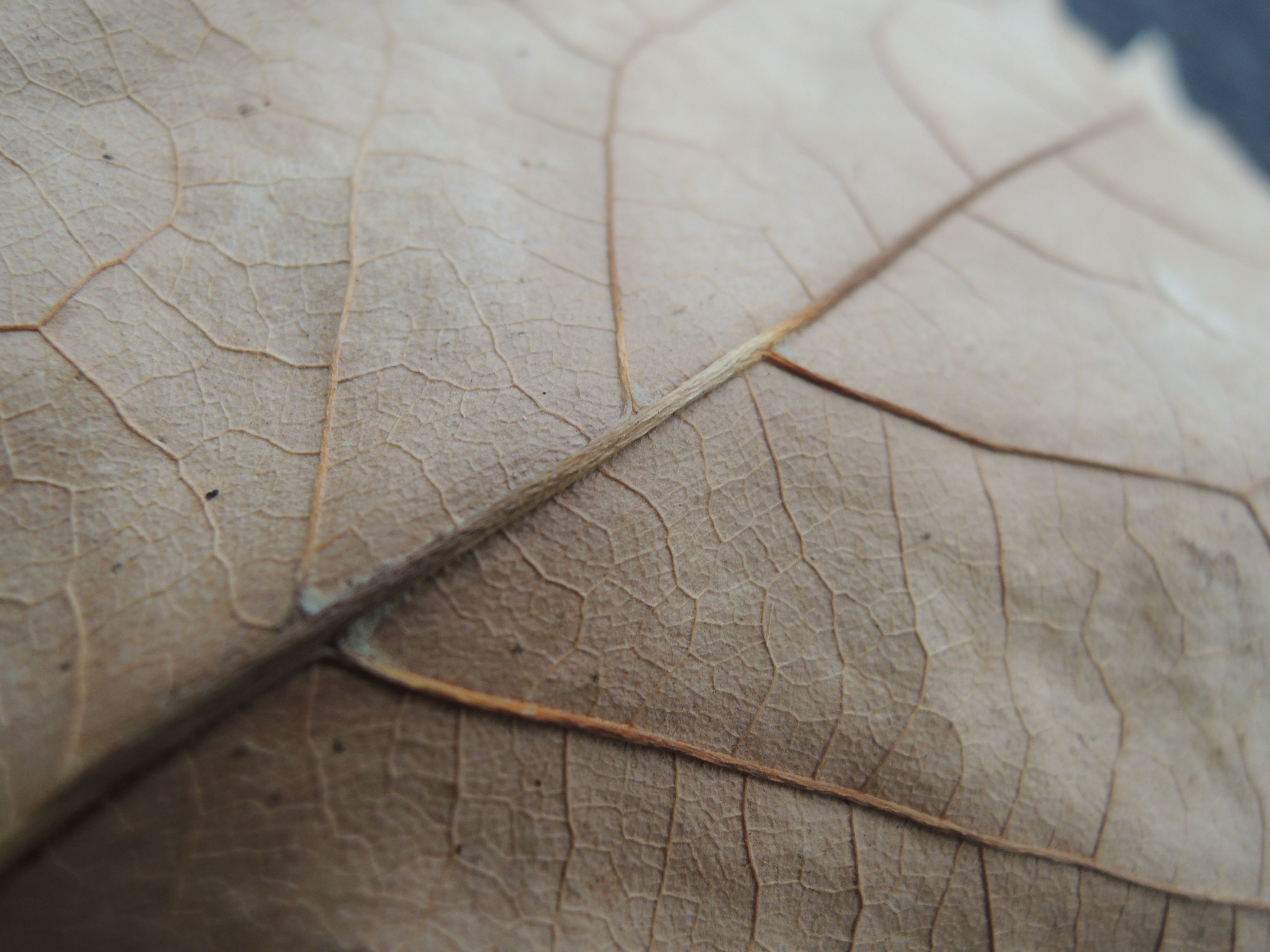 A close-up of a dried leaf.