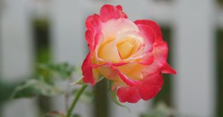 a healthy rose