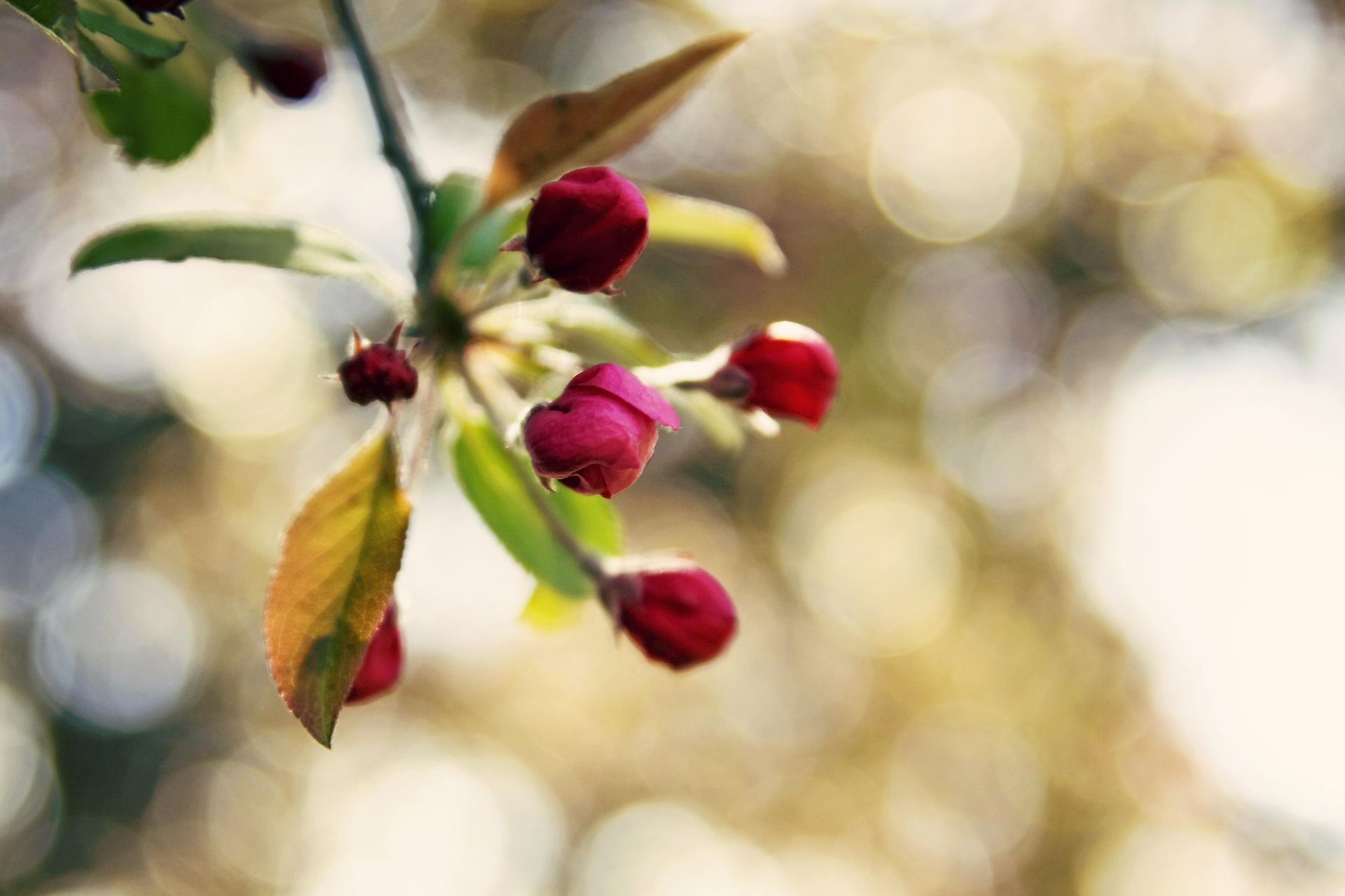 Pink buds grow on a branch of a tree.